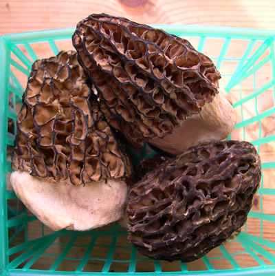 morchella elata